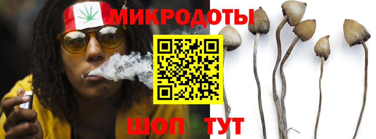 Псилоцибиновые грибы Psilocybine cubensis Котовск